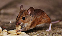 24 Hour & Emergency Exterminators in East Hanover, NJ